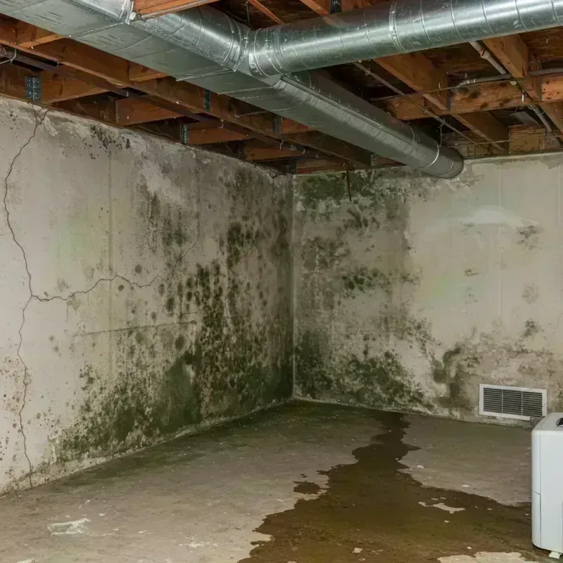 Professional Mold Removal in Edina, MO